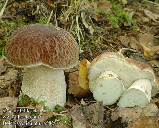 Boletus aestivalis Bolet réticulé cèpe d'été appelé aussi