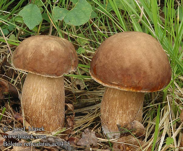 Boletus aestivalis Vroeg eekhoorntjesbrood Porcino Estivo