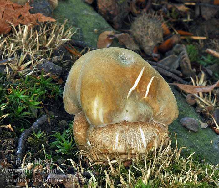 Boletus reticulatus aestivalis Hřib dubový