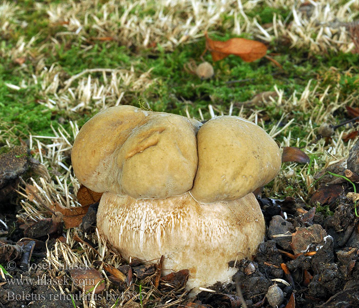 Boletus reticulatus aestivalis Sommer-Steinpilz