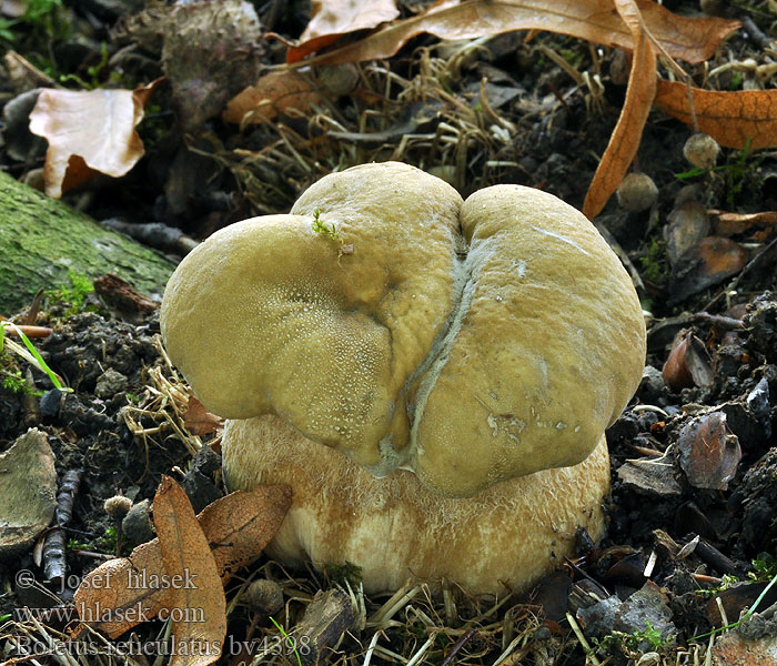 Boletus reticulatus aestivalis Vroeg eekhoorntjesbrood