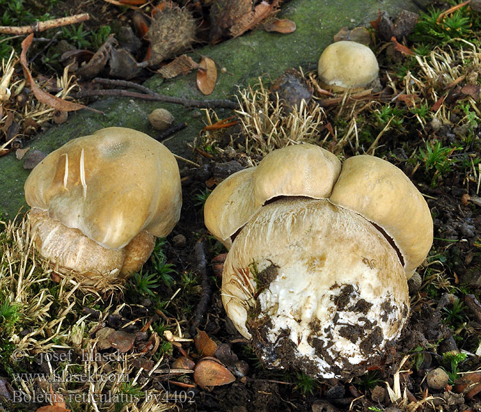 Boletus reticulatus aestivalis Borowik usiatkowany