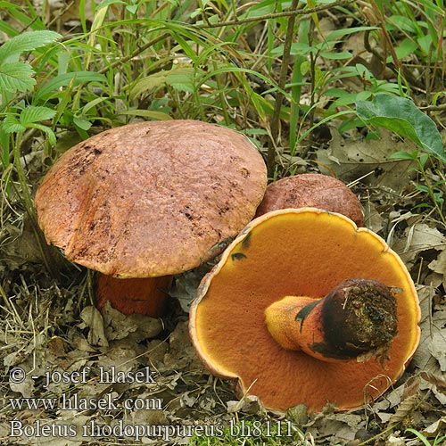 Boletus rhodopurpureus Hřib rudonachový Oldrose Bolete