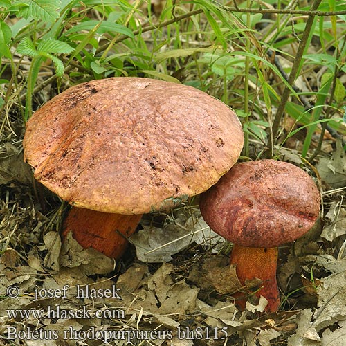 Boletus rhodopurpureus bh8115