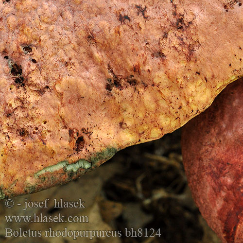 Boletus rhodopurpureus bh8124