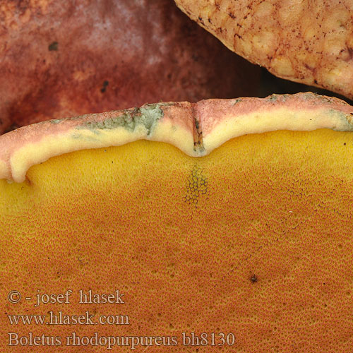 Boletus rhodopurpureus bh8130