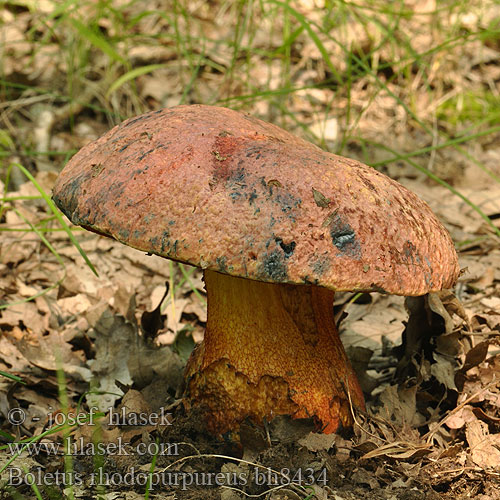 Boletus rhodopurpureus bh8434