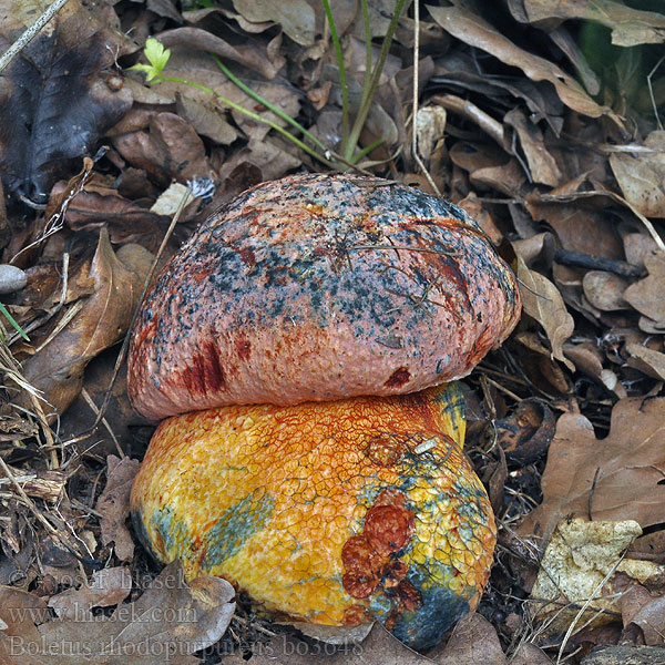 Boletus rhodopurpureus Hřib rudonachový