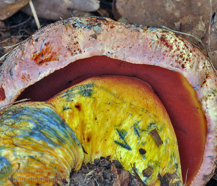 Boletus rhodopurpureus Oldrose Bolete