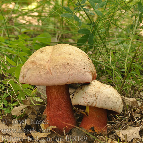 Boletus rhodoxanthus Rosahütiger Purpurröhrling Purple Bolete