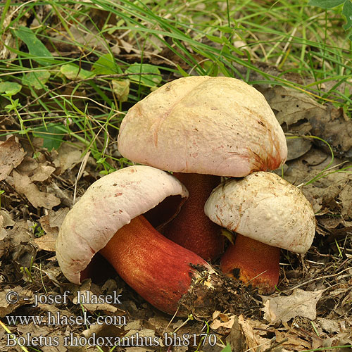 Boletus rhodoxanthus bh8170