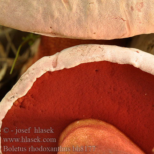 Boletus rhodoxanthus bh8177