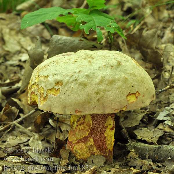 Boletus rhodoxanthus Rosahütiger Purpurröhrling