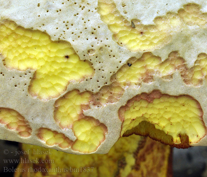 Boletus_rhodoxanthus_bm1837