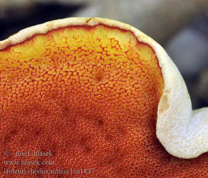 Boletus rhodoxanthus Bíbor tinórú Boleto giallo rosso