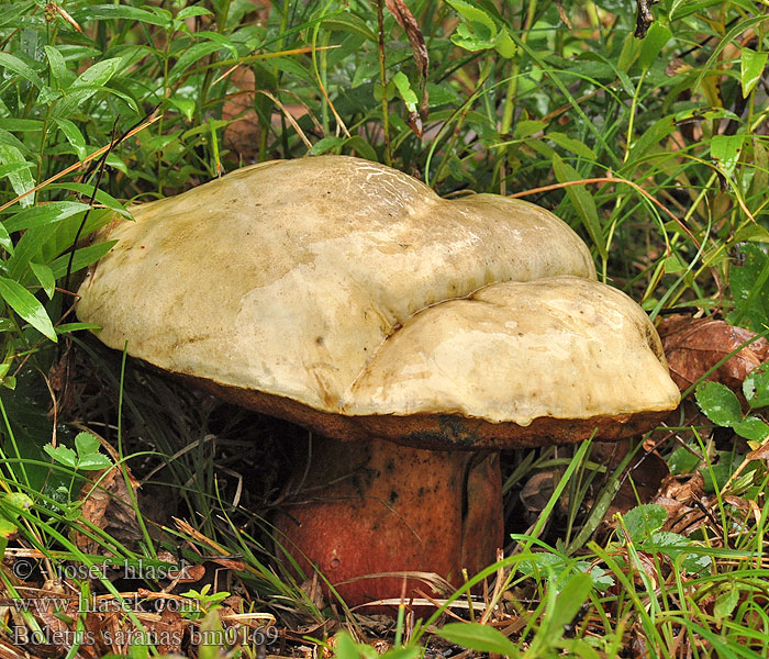 Boletus_satanas_bm0169