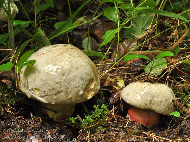 Boletus satanas Satansboleet Borowik szatański