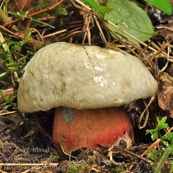 Boletus_satanas_bm0296