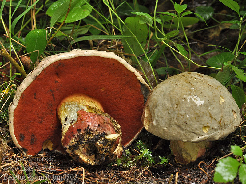 Boletus satanas Djävulssopp Piruntatti Boleto Satanás