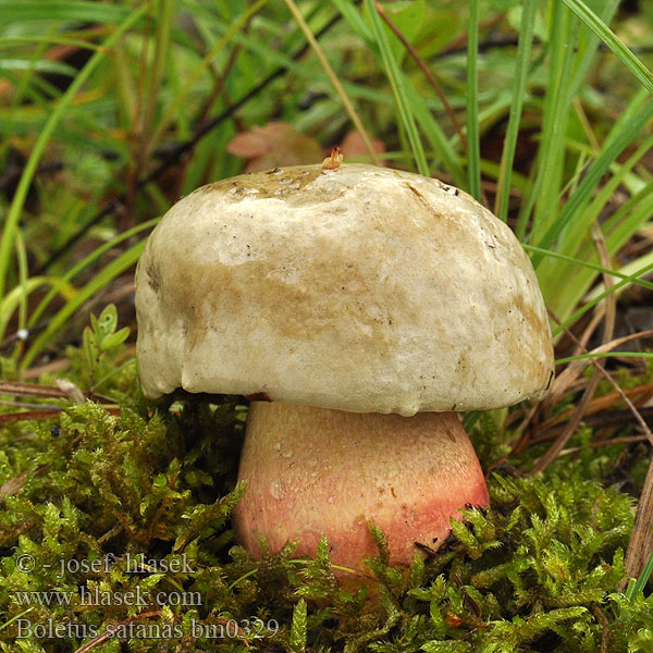 Boletus satanas Devil's bolete Satan's mushroom