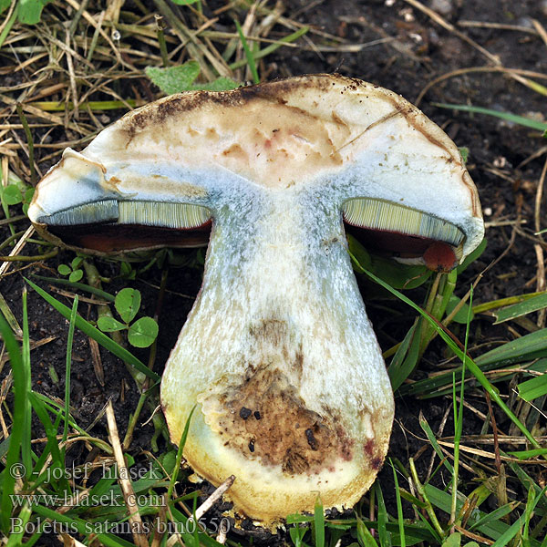 Boletus satanas Hřib satan