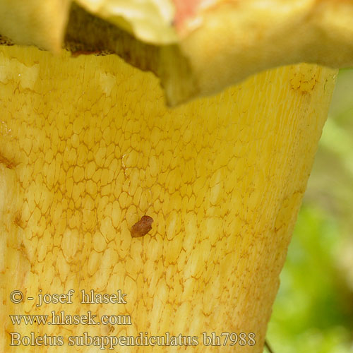 Boletus subappendiculatus bh7988