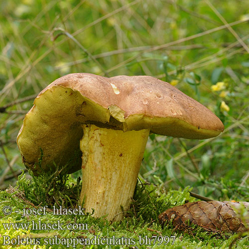 Boletus subappendiculatus bh7997