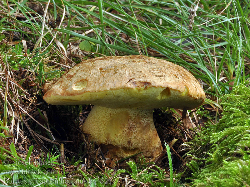 Boletus subappendiculatus Hríb horský