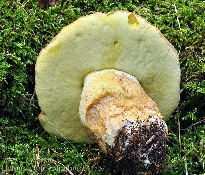 Boletus subappendiculatus Borowik górski