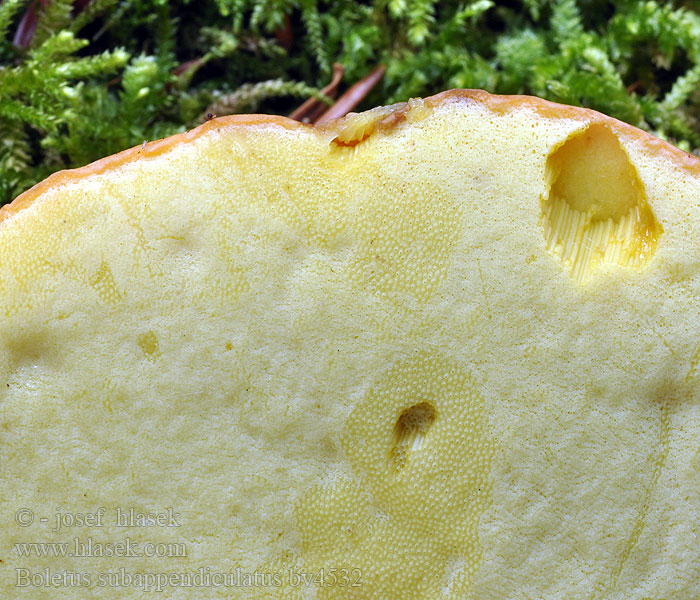 Boletus subappendiculatus Hřib horský podhorský panický