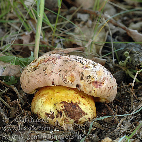 Boletus xanthopurpureus rhodopurpureus Hřib žlutonachový