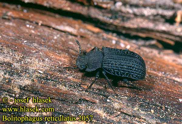 Bolitophagus reticulatus