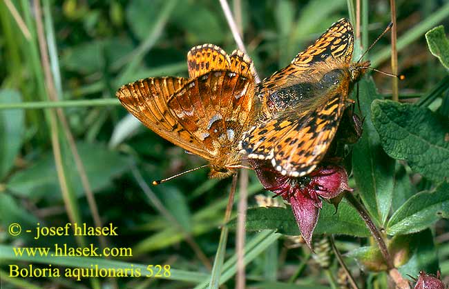 Boloria aquilonaris Cranberry Fritillary Hochmoor-Perlmutterfalter