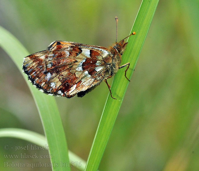 Boloria aquilonaris Cranberry Fritillary Hochmoor-Perlmutterfalter