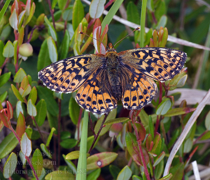 Boloria aquilonaris Dostojka akwilonaris Perlovec severský