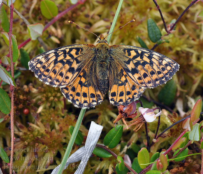 Boloria aquilonaris Perleťovec severní