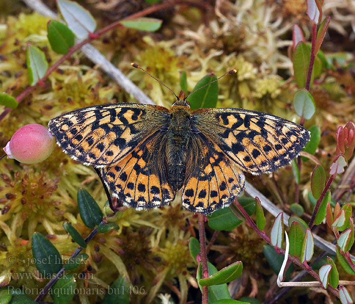 Boloria aquilonaris Allmän gulfläckig pärlemofjäril Tranpärlefjäril