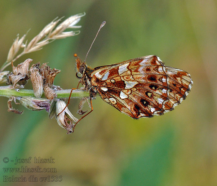 Boloria dia Weaver's Fritillary Perlovec najmenší Petite violette