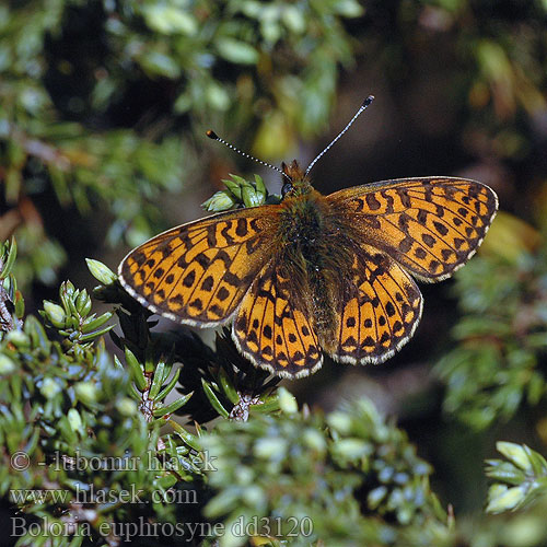 Boloria euphrosyne Proclossiana Pearl-bordered Fritillary