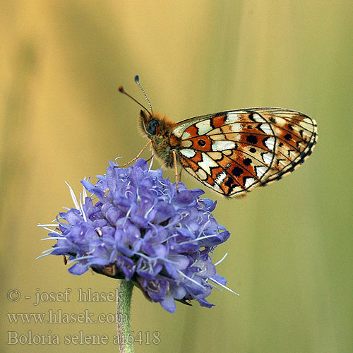 Boloria selene Clossiana Braunfleckiger Perlmutterfalter