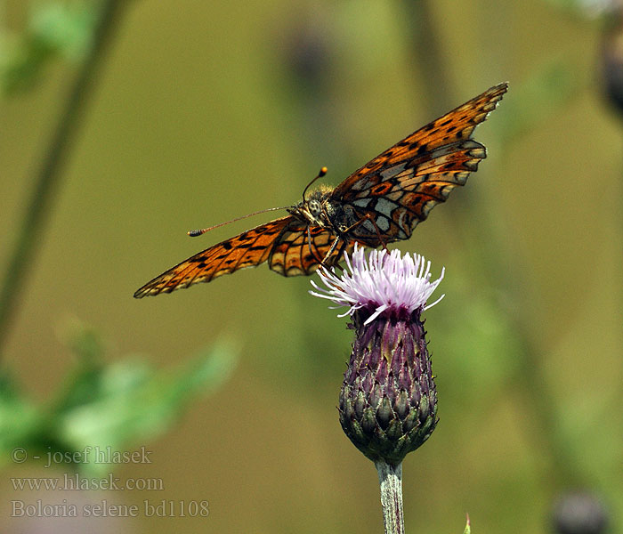 Boloria selene Brunflekket perlemorvinge Brunfläckig pärlemorfjäril