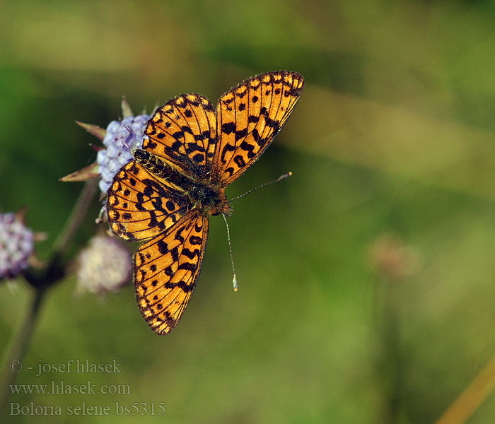 Boloria selene アサヒヒョウモン Перламутровка Селена Srebrni tratar