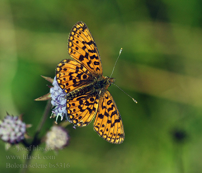 Boloria selene Clossiana Braunfleckiger Perlmutterfalter