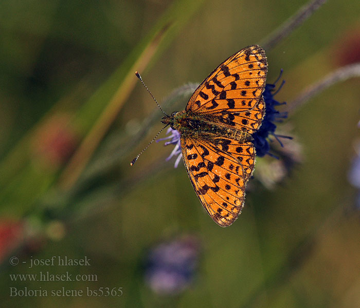 Boloria selene Clossiana Brunlig perlemorsommerfugl