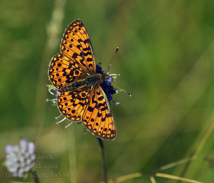 Boloria selene Clossiana Petit Collier argenté