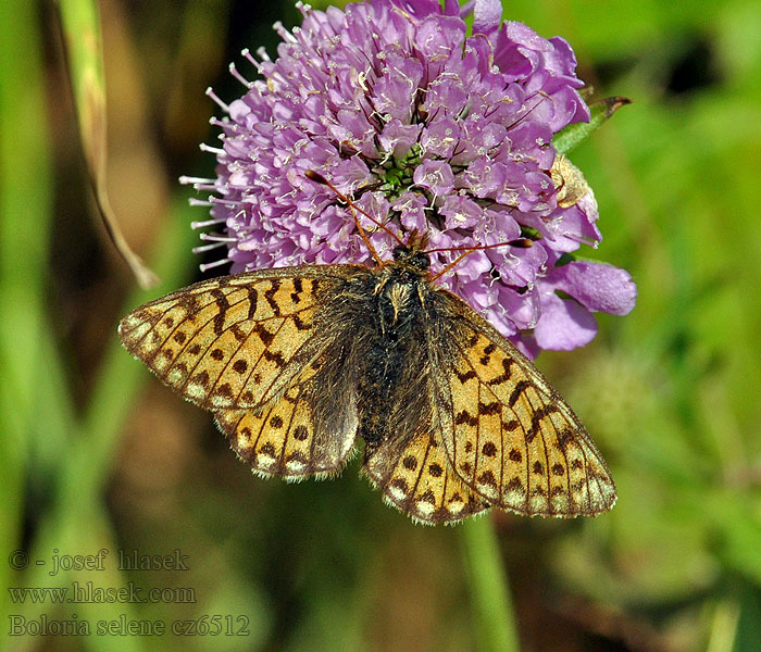 Clossiana Braunfleckiger Perlmutterfalter Boloria selene