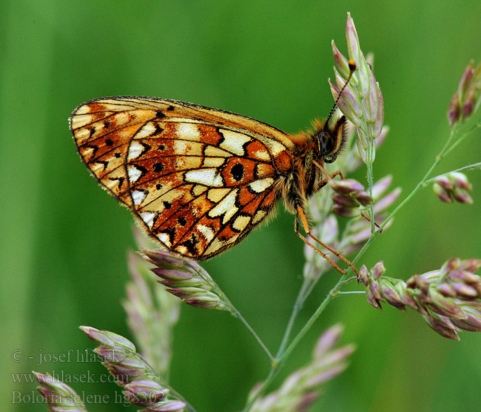 Boloria selene Clossiana Small Pearl-bordered Fritillary