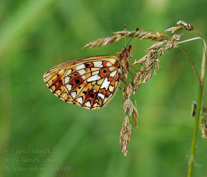 Boloria selene Clossiana Brunfläckig pärlemorfjäril