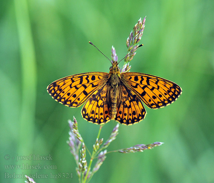 Boloria selene Clossiana Zilveren maan