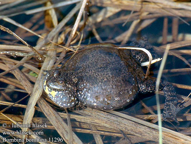 Червенокоремна бумка Fire-Bellied Toad Bombina bombina